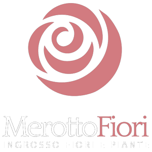 Ingrosso Fiori - Merotto Fiori SRL Ingrosso Fiori - Merotto Fiori SRL